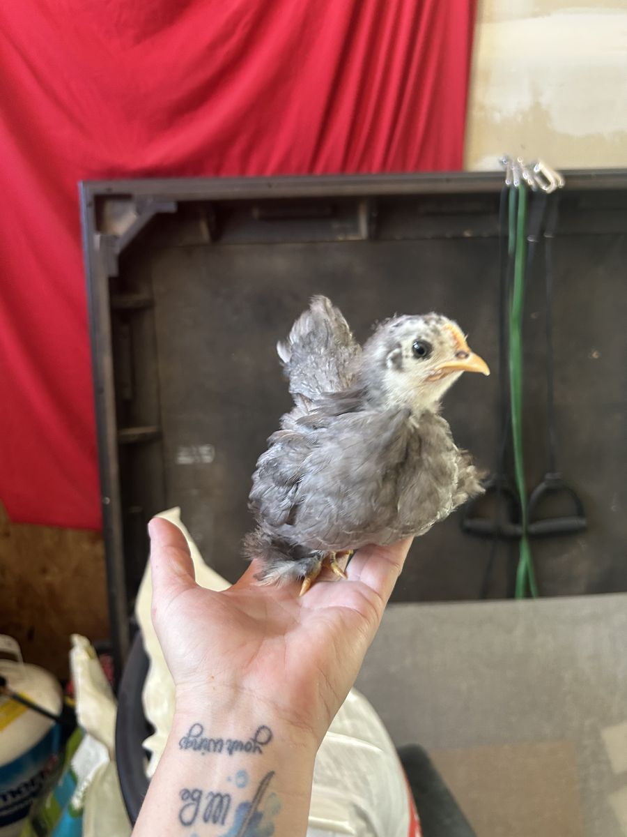 Bantam Cochin Chicks