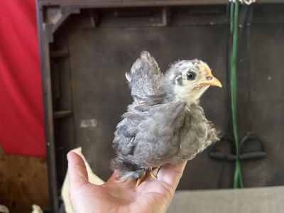 Bantam Cochin Chicks