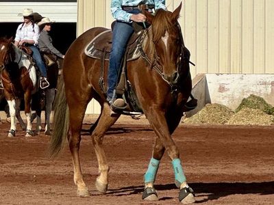 2D Money Barrel Horse