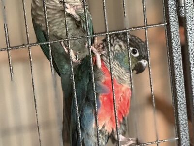 Crimson Conure