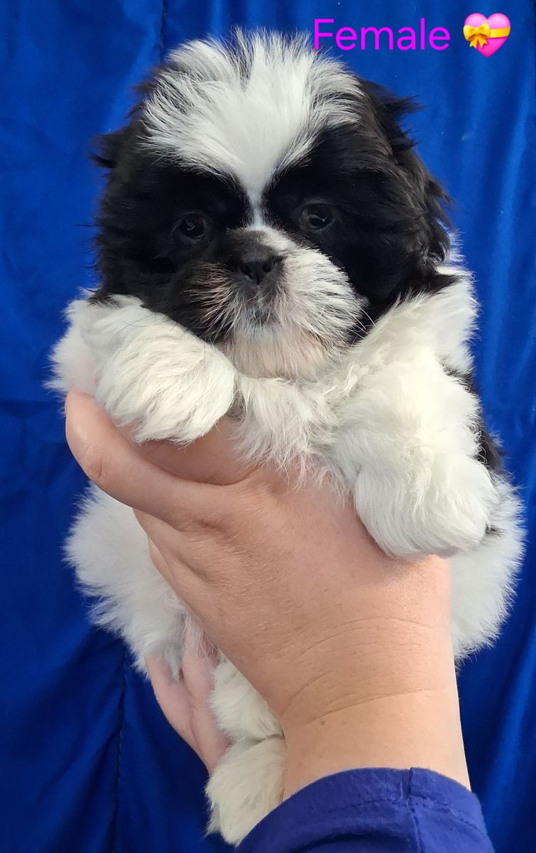 Purebred Shih Tzu puppies female & Male