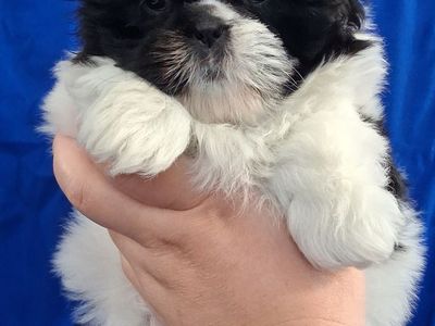 Purebred Shih Tzu puppies female & Male