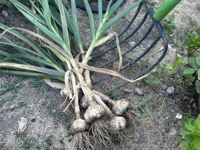 Freshly Harvested Garlic - Homegrown, Flavorful, and Ready for Your Kitchen