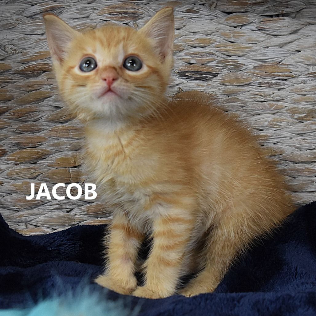 Hello my name is Jacob