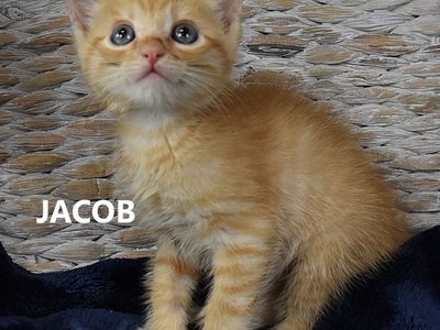 Hello my name is Jacob