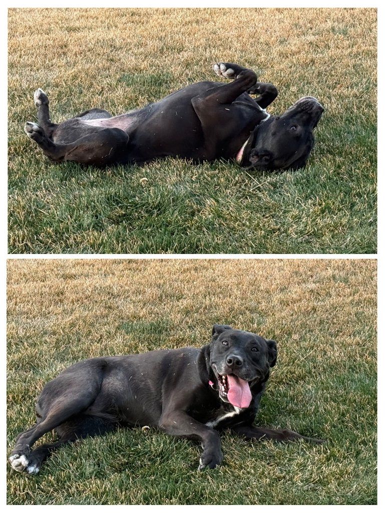 Dog ISO a good home