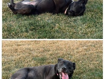 Dog ISO a good home