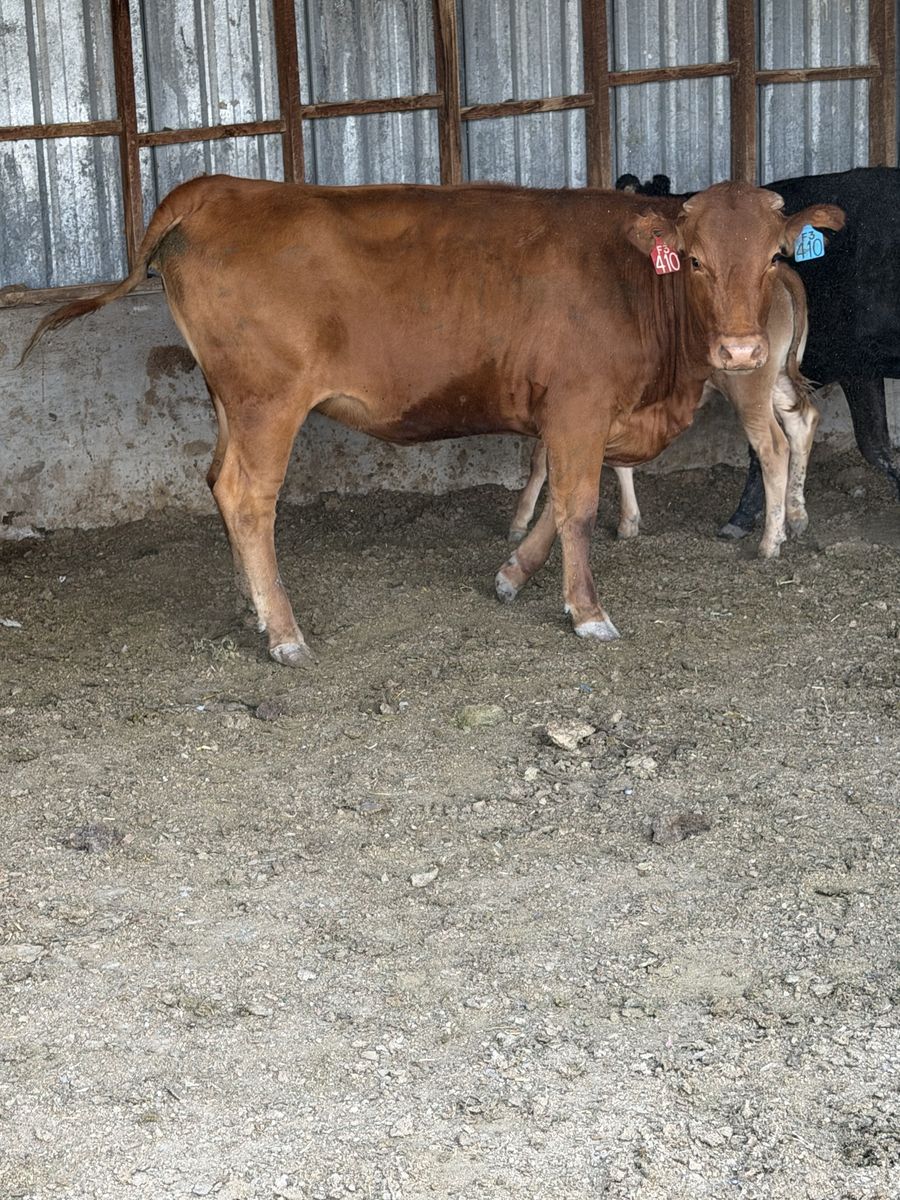 Wagyu F3 