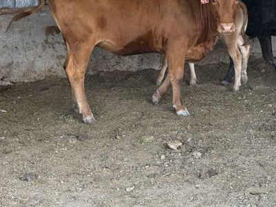 Wagyu F3