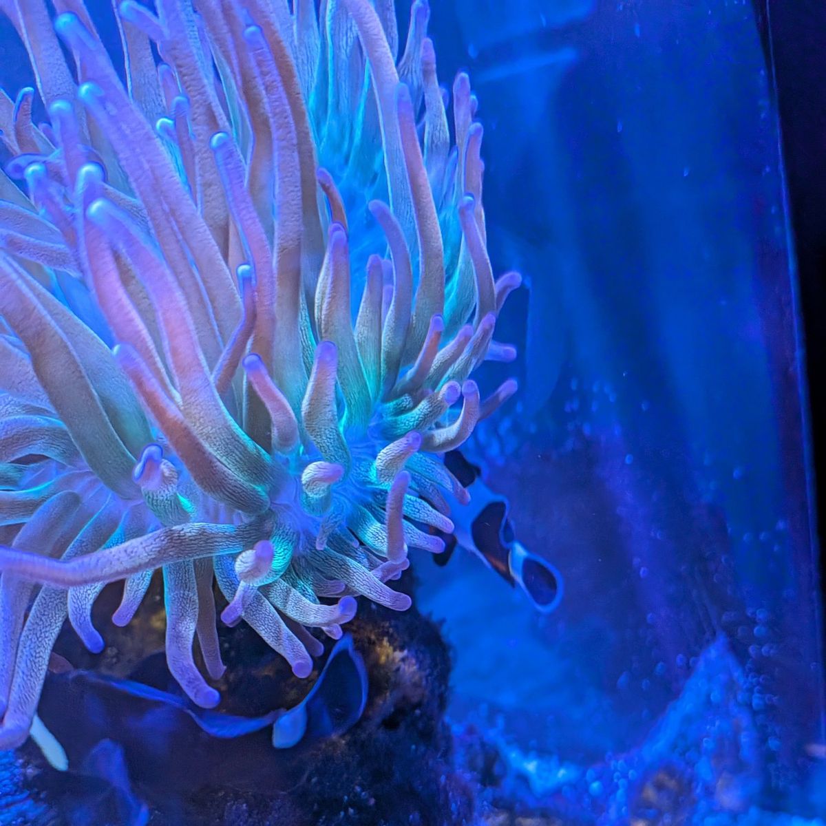 (Potential Split) Rainbow Anemone BTA