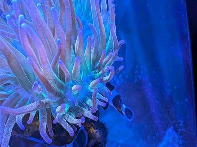 (Potential Split) Rainbow Anemone BTA