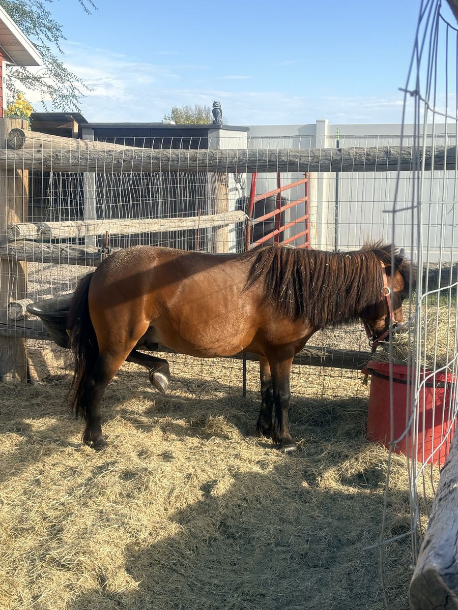 Friendly Pony Horse with Hay Feeder in Pen - Good Condition