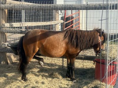Friendly Pony Horse with Hay Feeder in Pen - Good Condition