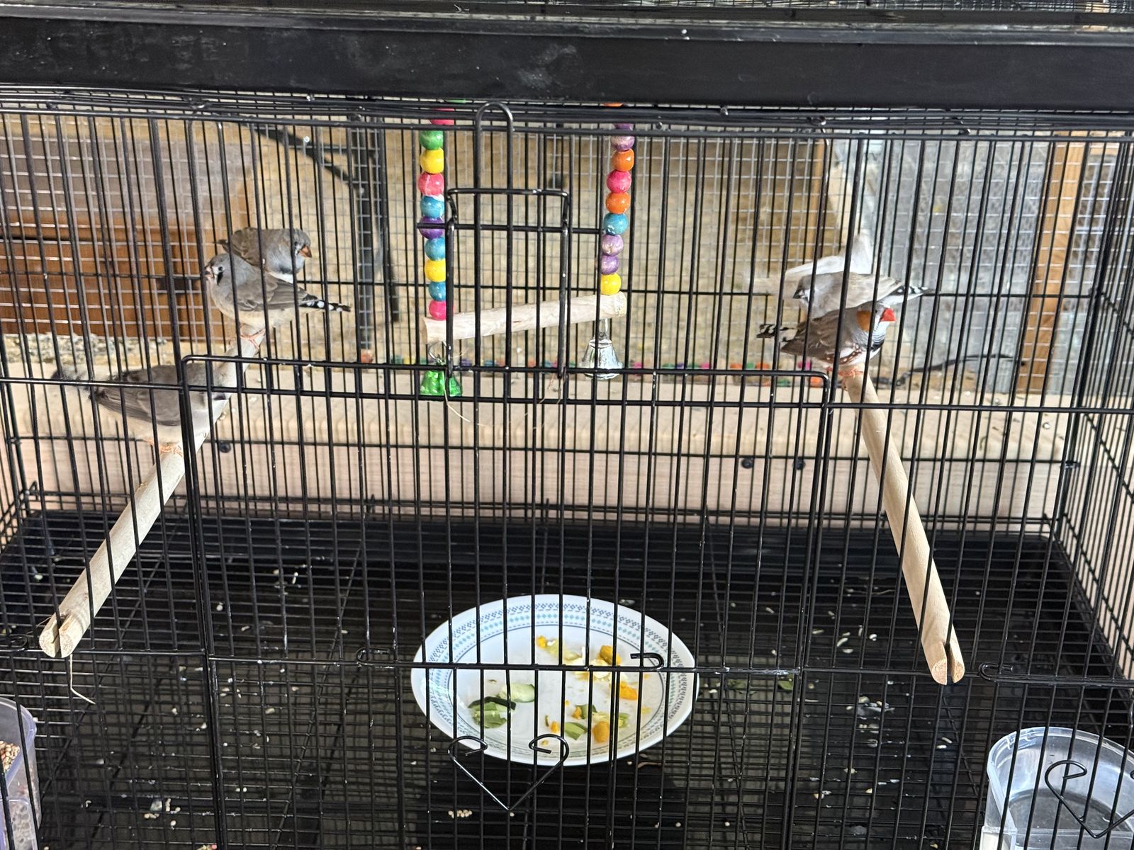 Zebra Finches.......