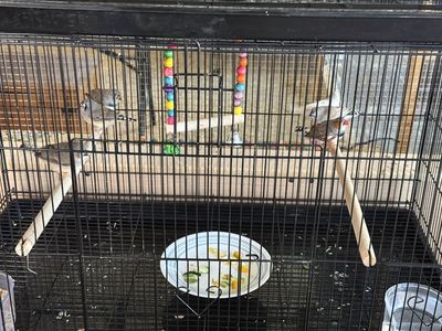 Zebra Finches.......