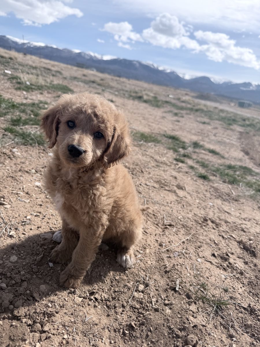 Mini Multi-generational Goldendoodle