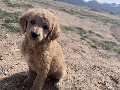 Mini Multi-generational Goldendoodle