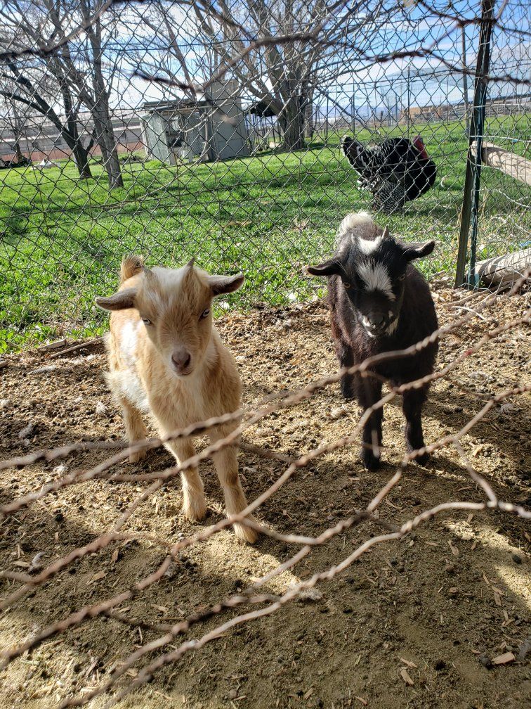 Nigerian Dwarf "Tweens"