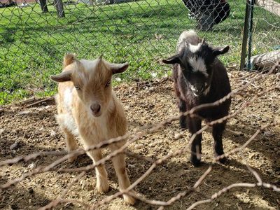Nigerian Dwarf "Tweens"