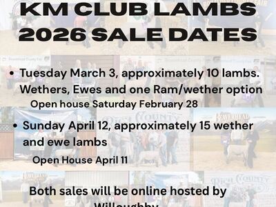 Show Lambs