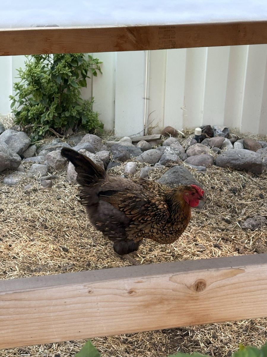 Chicken for sale FREE