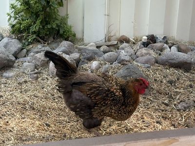 Chicken for sale FREE