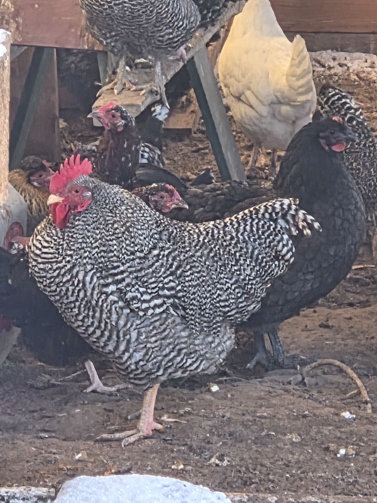 Barred rock hen with rooster