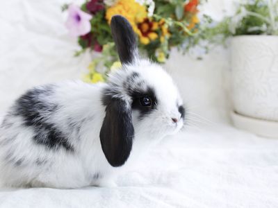 Adorable pedigreed Mini lop buck