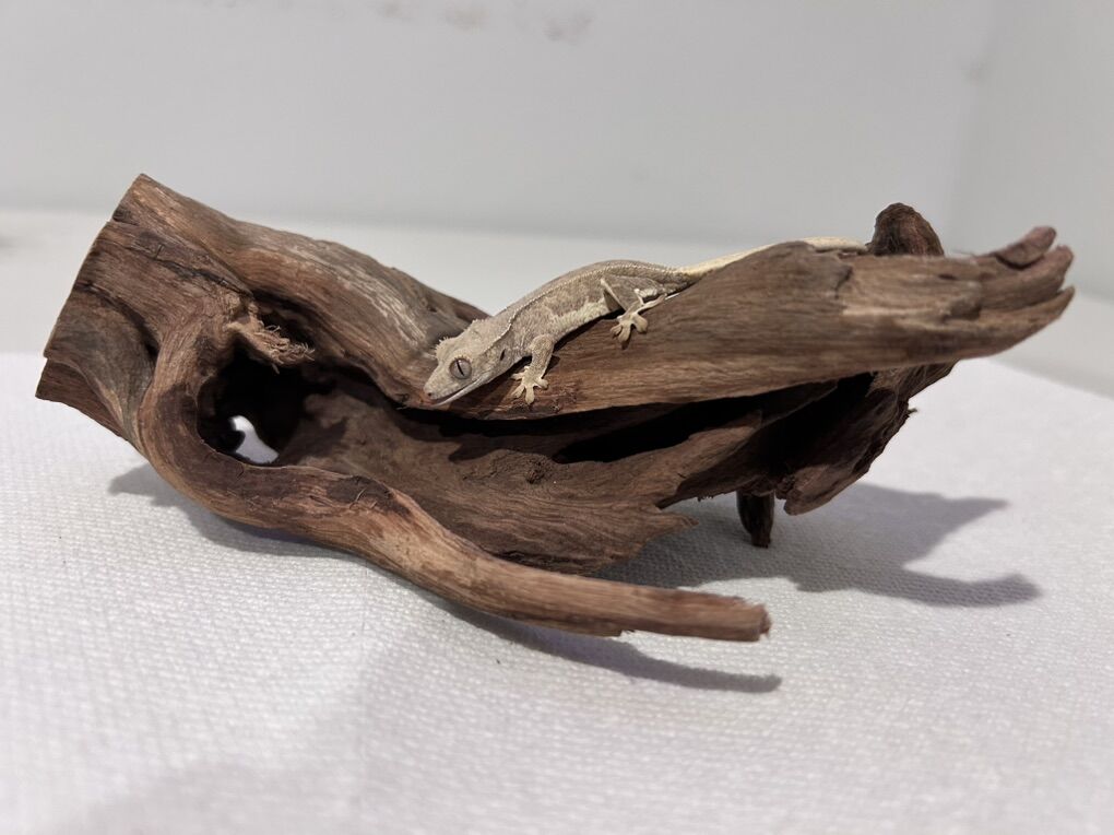 Baby Lily White Crested Gecko