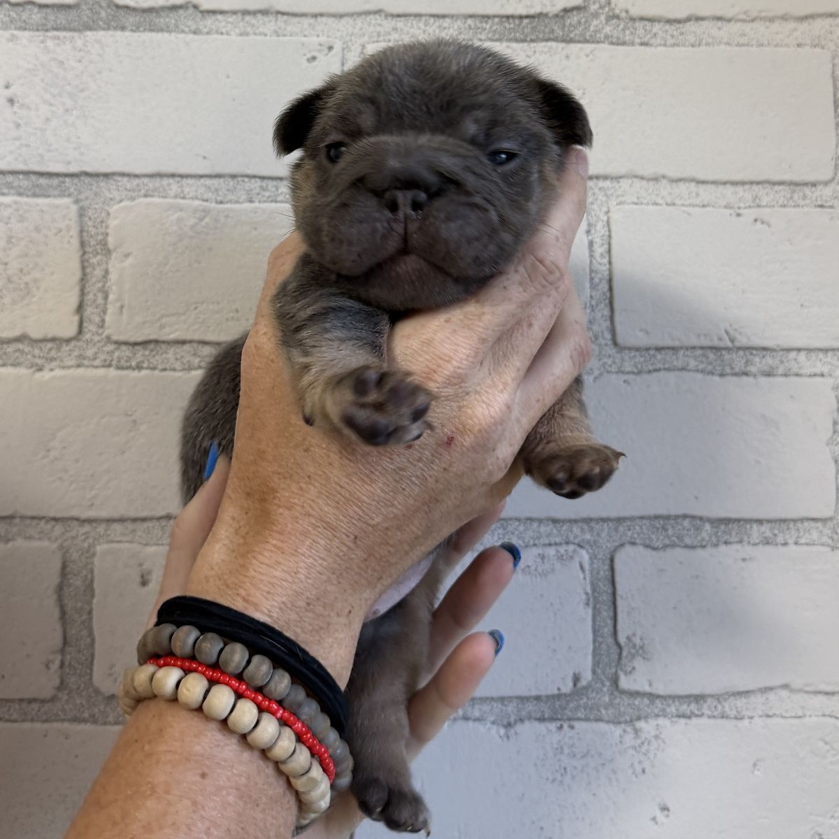 French bulldog puppies