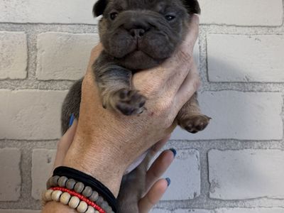 French bulldog puppies