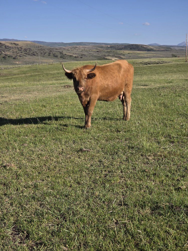 Highland Cow