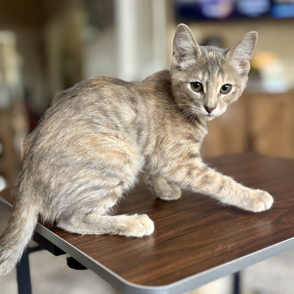 Cuddliest Dilute Torbie Kitten for Rehoming