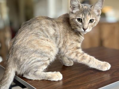 Cuddliest Dilute Torbie Kitten for Rehoming
