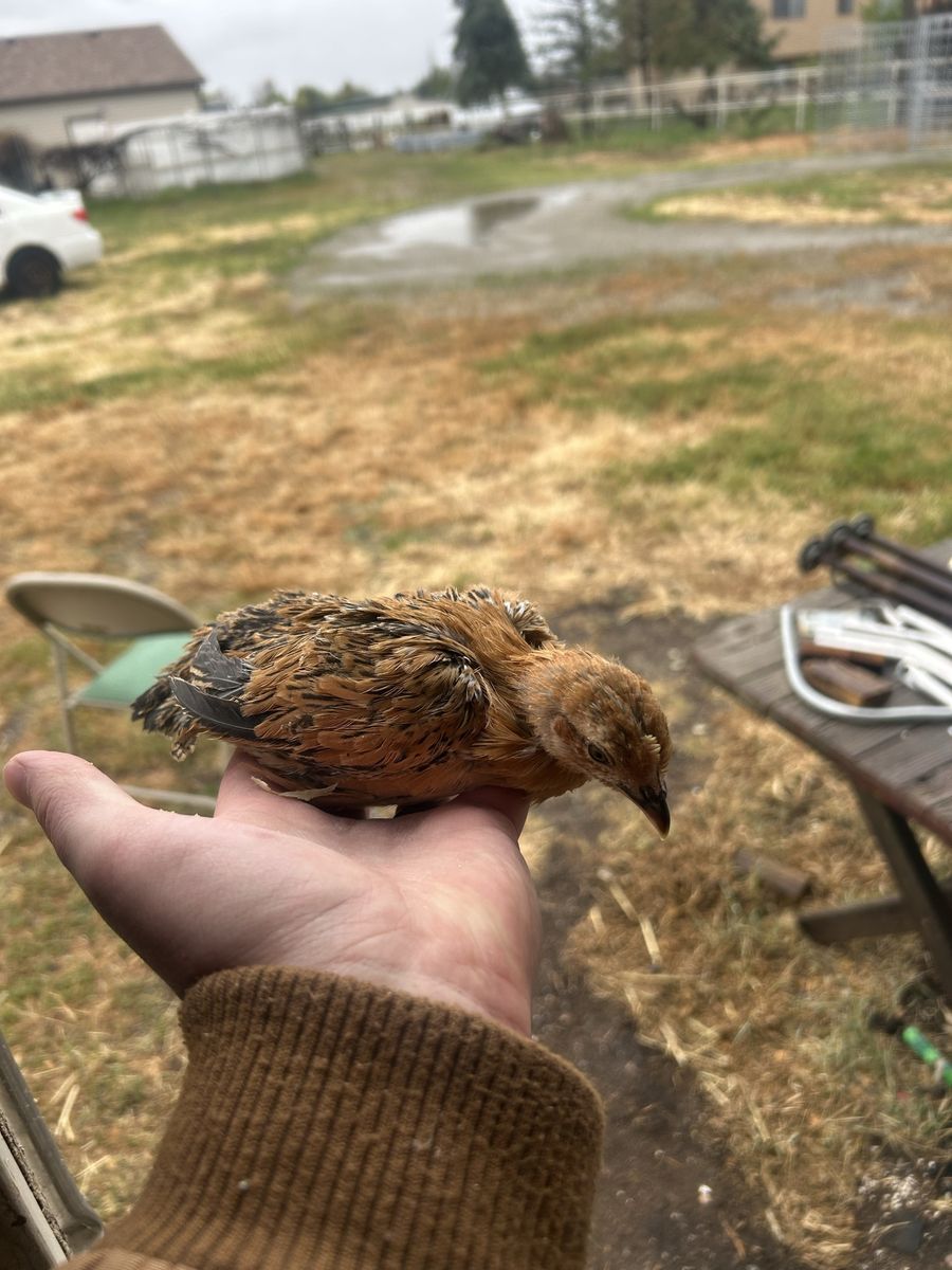 6 Week Old Mille Fleur D'Uccle Chicks