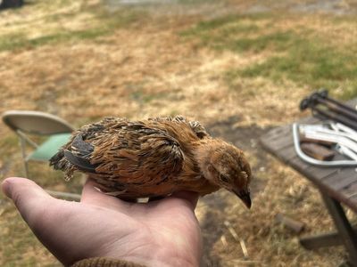 6 Week Old Mille Fleur D'Uccle Chicks
