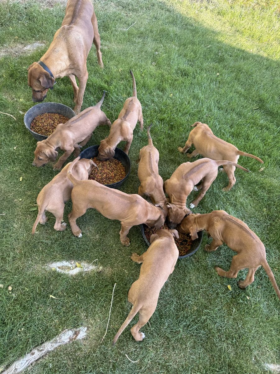 Rhodesian Ridgeback/Idaho shag puppies for Sale - Playful, Healthy & Ready for New Homes