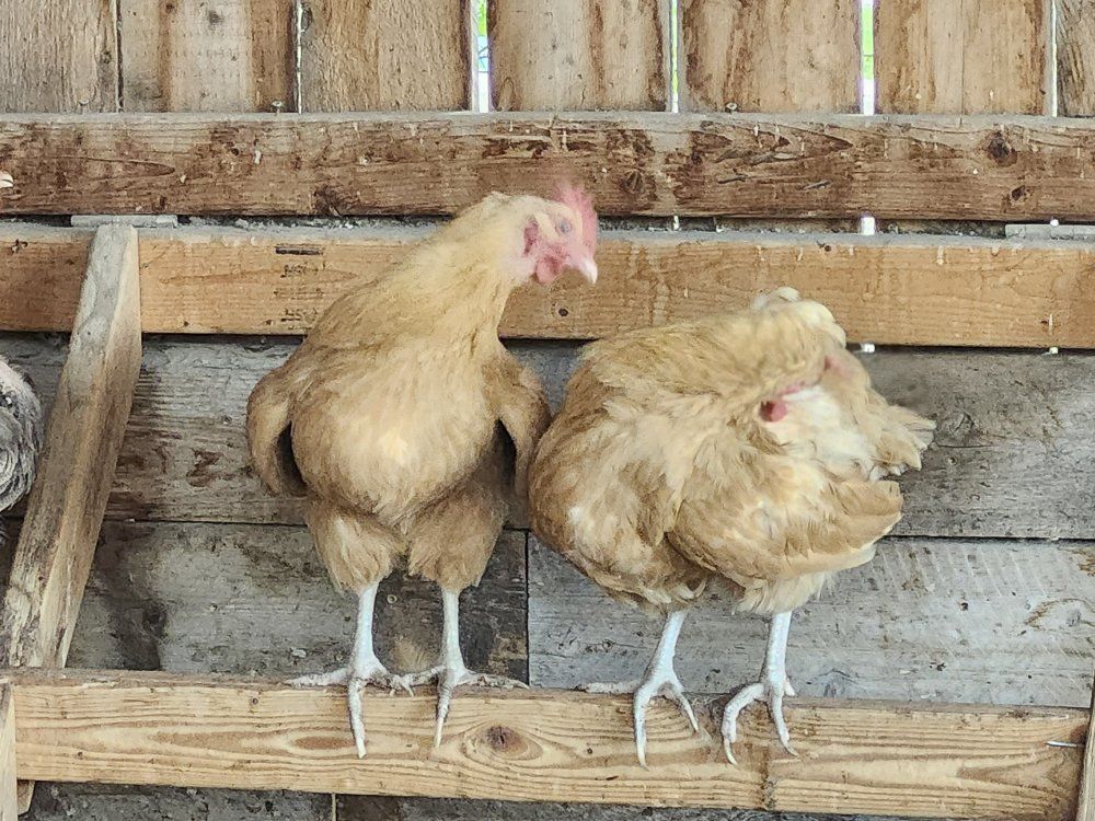 laying Hens