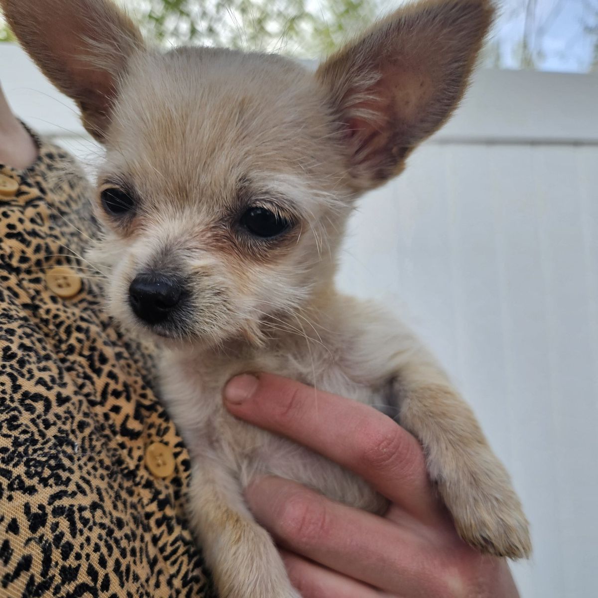 Tiny Chihuahua Yorkie mix female puppy