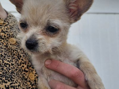 Tiny Chihuahua Yorkie mix female puppy