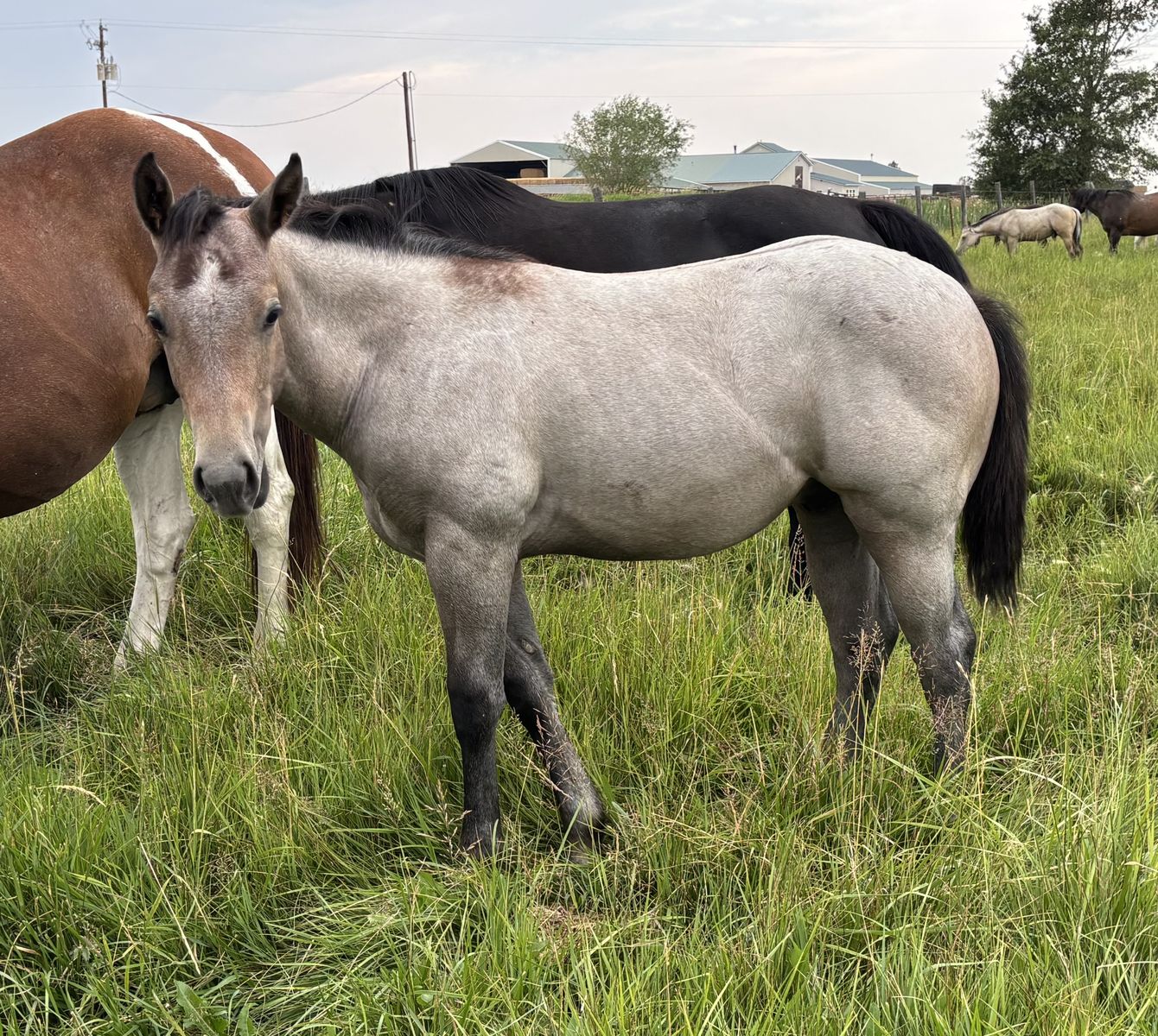 2026 AQHA Grey Stud Colt "Gritz"