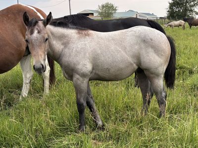 2026 AQHA Grey Stud Colt "Gritz"