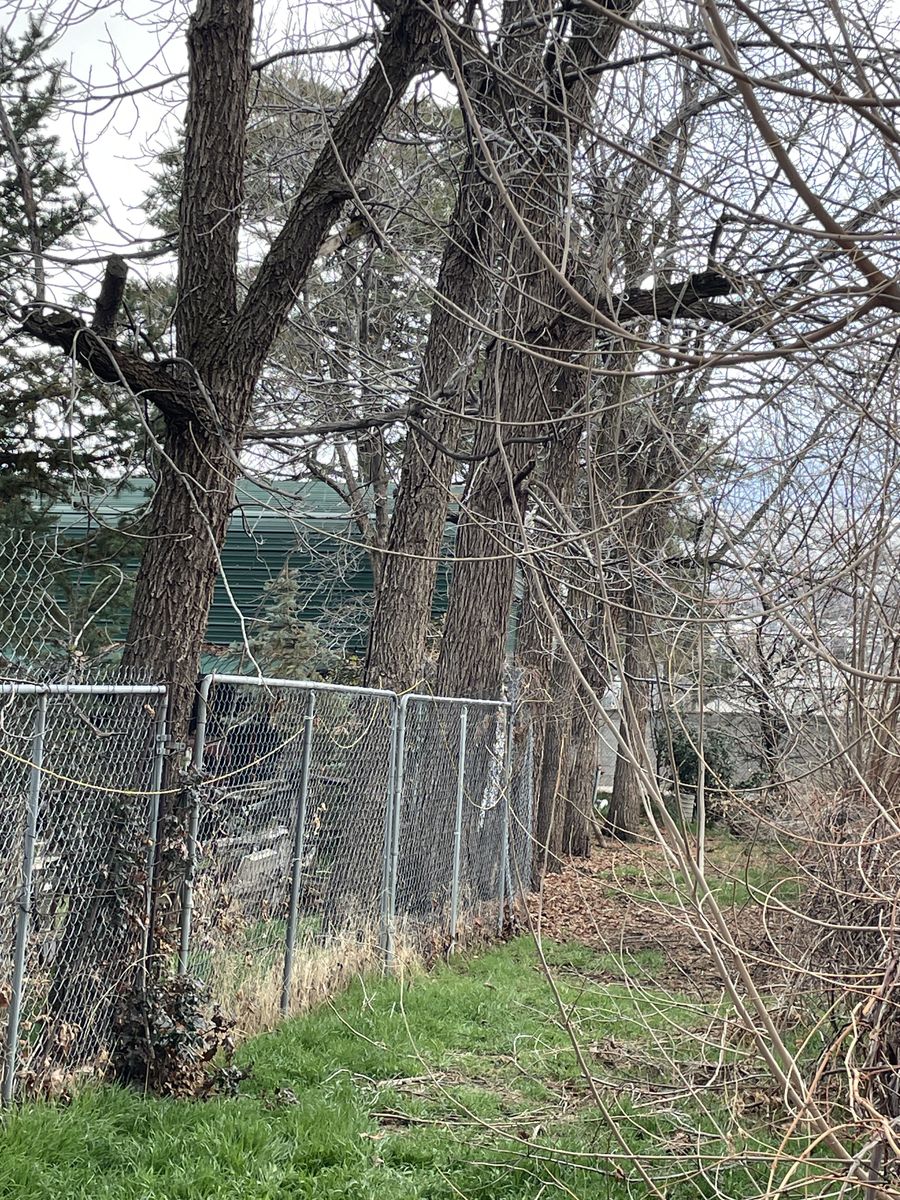 Four of seven black walnut trees for slabbing or posts per foot 10’ minimum.