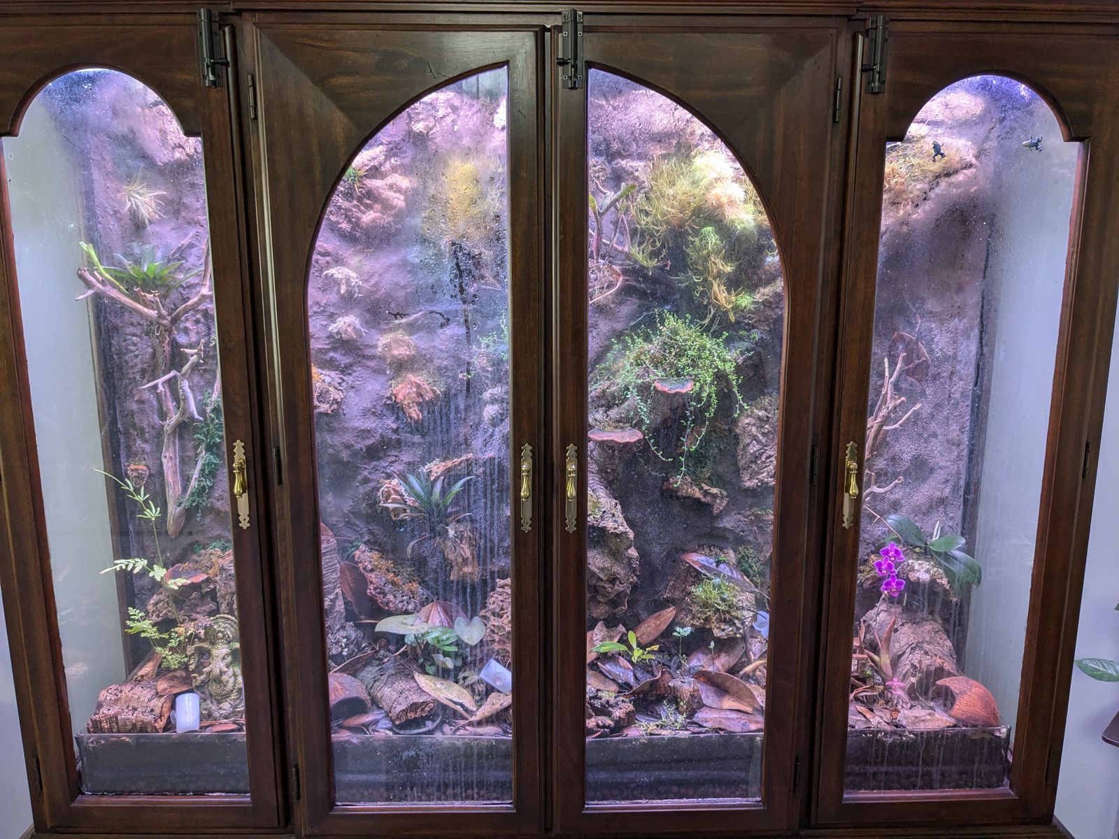 Custom China Cabinet Dart Frog Terrarium