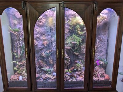 Custom China Cabinet Dart Frog Terrarium