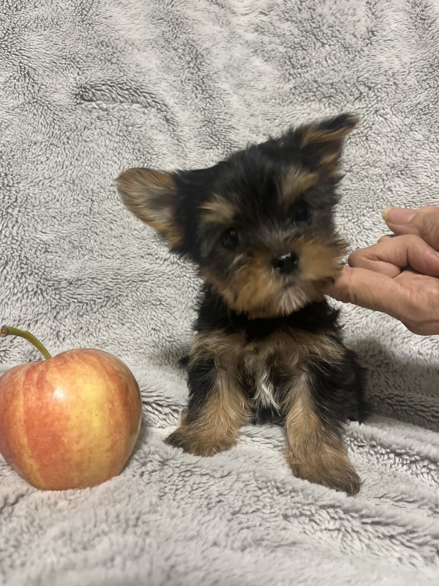 Sweet, Smart & Socialized: Farm-Raised Yorkie Puppies (ENS Trained!)