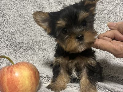 Sweet, Smart & Socialized: Farm-Raised Yorkie Puppies (ENS Trained!)
