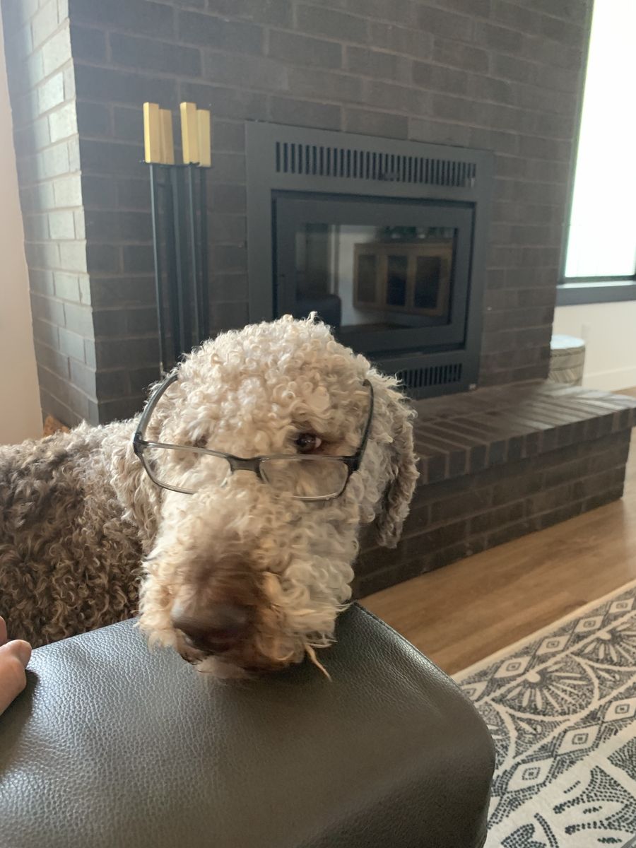 Need home for Labradoodle