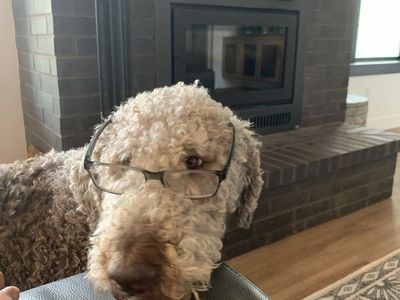 Need home for Labradoodle