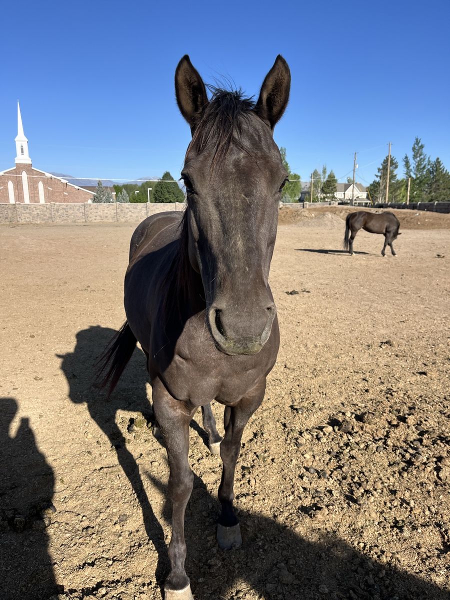 10 yr old blue roan mare